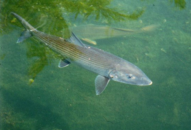 Albula vulpes (Linnaeus, 1758)